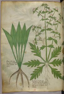 Botanical illustration, c.1440 by Italian School