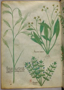 Botanical illustration, c.1440