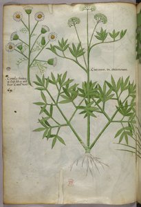 Botanical illustration, c.1440 by Italian School