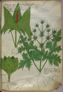 Botanical illustration, c.1440 by Italian School
