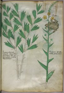 Botanical illustration, c.1440