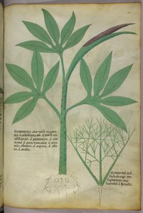 Botanical illustration, c.1440
