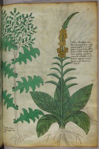 Botanical illustration, c.1440