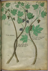 Botanical illustration, c.1440
