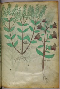 Botanical illustration, c.1440