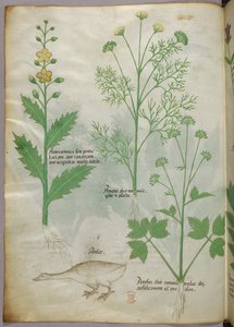 Botanical illustration, c.1440 by Italian School