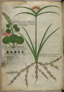 Botanical illustration, c.1440