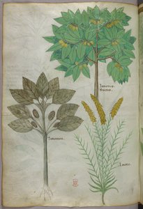 Botanical illustration, c.1440 by Italian School