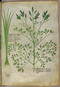 Botanical illustration, c.1440 by Italian School