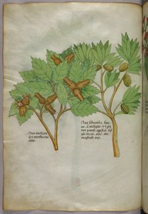 Botanical illustration, c.1440