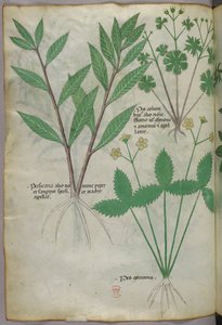 Botanical illustration, c.1440