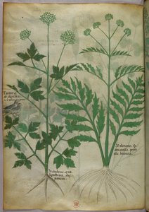 Botanical illustration, c.1440