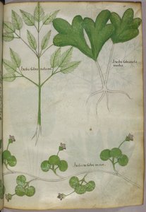 Botanical illustration, c.1440 by Italian School