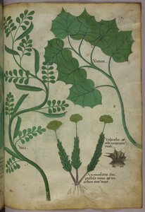 Botanical illustration, c.1440
