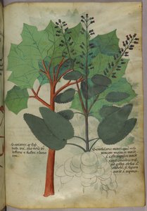 Botanical illustration, c.1440