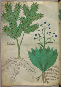 Botanical illustration, c.1440