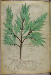 Botanical illustration, c.1440 by Italian School
