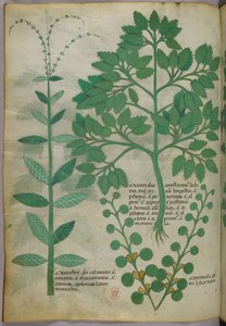 Botanical illustration, c.1440