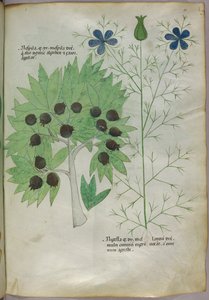 Botanical illustration, c.1440