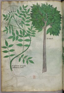 Botanical illustration, c.1440