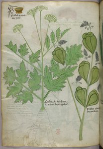 Botanical illustration, c.1440