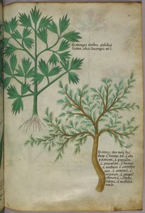 Botanical illustration, c.1440