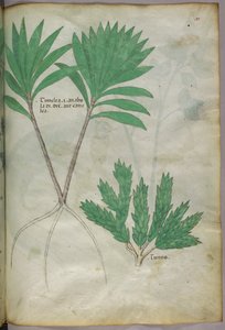 Botanical illustration, c.1440 by Italian School