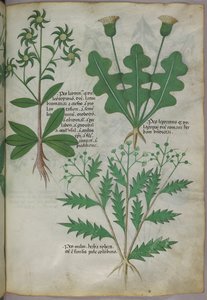 Botanical illustration, c.1440 by Italian School