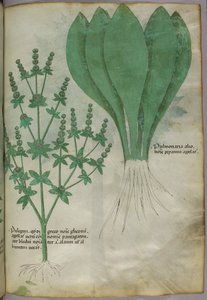 Botanical illustration, c.1440 by Italian School