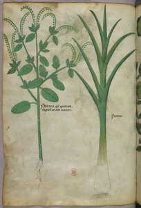 Botanical illustration, c.1440