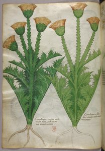 Botanical illustration, c.1440 by Italian School