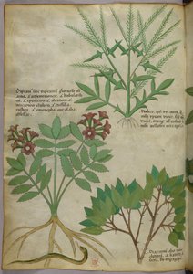 Botanical illustration, c.1440