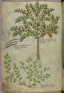 Botanical illustration, c.1440