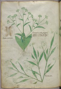 Botanical illustration, c.1440