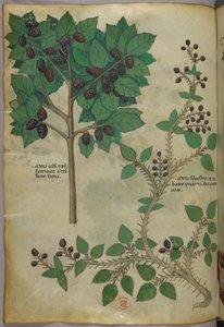 Botanical illustration, c.1440 by Italian School