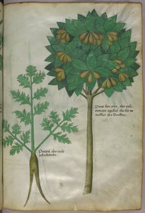 Botanical illustration, c.1440