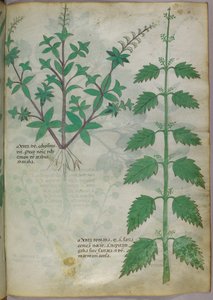 Botanical illustration, c.1440 by Italian School