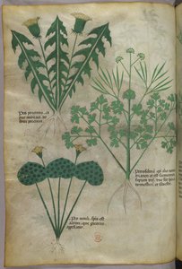 Botanical illustration, c.1440