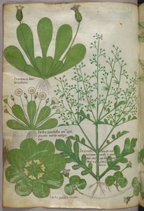 Botanical illustration, c.1440