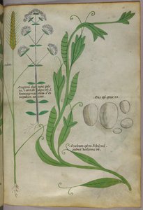 Botanical illustration, c.1440