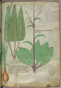 Botanical illustration, c.1440