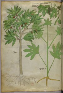 Botanical illustration, c.1440