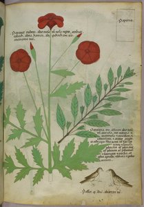 Botanical illustration, c.1440