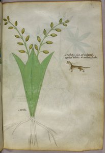 Botanical illustration, c.1440