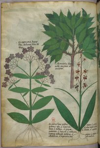 Botanical illustration, c.1440 by Italian School