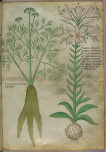 Botanical illustration, c.1440 by Italian School