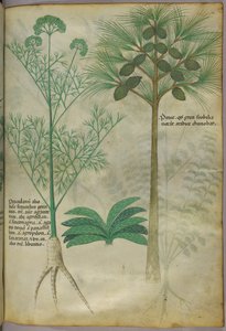 Botanical illustration, c.1440 by Italian School