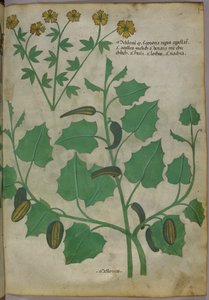 Botanical illustration, c.1440