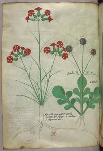 Botanical illustration, c.1440 by Italian School