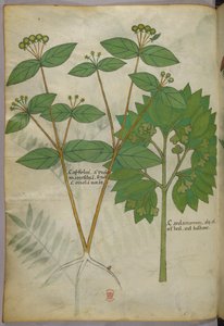 Botanical illustration, c.1440